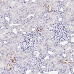 TAS2R39 Antibody, Novus Biologicals:Antibodies:Primary Antibodies