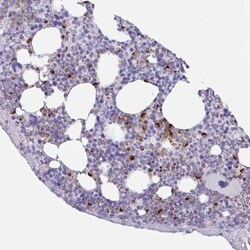 TAS2R41 Antibody, Novus Biologicals:Antibodies:Primary Antibodies