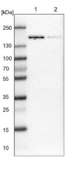 TATA Element Modulatory Factor 1 Antibody, Novus Biologicals:Antibodies:Primary