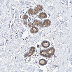 TATDN1 Antibody, Novus Biologicals:Antibodies:Primary Antibodies