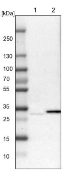 TATDN1 Antibody, Novus Biologicals:Antibodies:Primary Antibodies