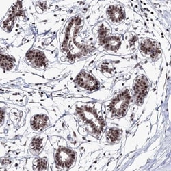 TATDN2 Antibody, Novus Biologicals:Antibodies:Primary Antibodies