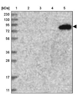 TATDN2 Antibody, Novus Biologicals:Antibodies:Primary Antibodies