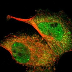 TAZ/WWTR1 Antibody, Novus Biologicals 0.1mL; Unlabeled:Antibodies, Polyclonal