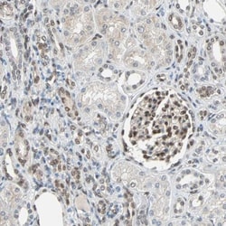 TAZ/WWTR1 Antibody, Novus Biologicals 0.1mL; Unlabeled:Antibodies, Polyclonal