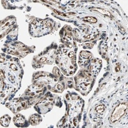TAZ/WWTR1 Antibody, Novus Biologicals 0.1mL; Unlabeled:Antibodies, Polyclonal
