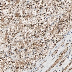 TAZ/WWTR1 Antibody, Novus Biologicals 0.1mL; Unlabeled:Antibodies, Polyclonal