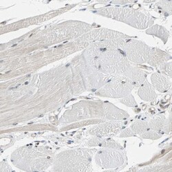 TAZ/WWTR1 Antibody, Novus Biologicals 0.1mL; Unlabeled:Antibodies, Polyclonal