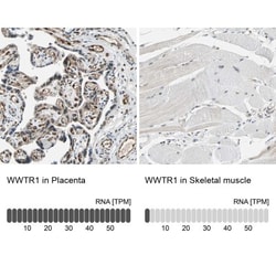 TAZ/WWTR1 Antibody, Novus Biologicals 0.1mL; Unlabeled:Antibodies, Polyclonal