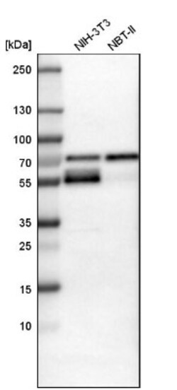 TAZ/WWTR1 Antibody, Novus Biologicals 0.1mL; Unlabeled:Antibodies, Polyclonal