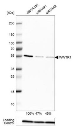 TAZ/WWTR1 Antibody, Novus Biologicals 0.1mL; Unlabeled:Antibodies, Polyclonal