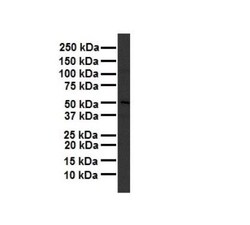 TBC1D1 Antibody, Novus Biologicals 0.05mg; Unlabeled:Antibodies, Polyclonal