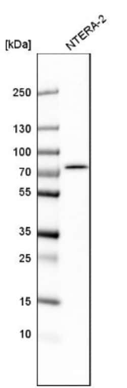 TBC1D15 Antibody, Novus Biologicals:Antibodies:Primary Antibodies