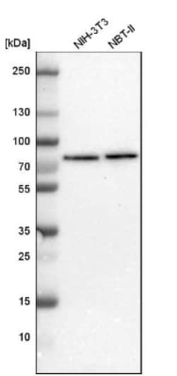 TBC1D15 Antibody, Novus Biologicals:Antibodies:Primary Antibodies