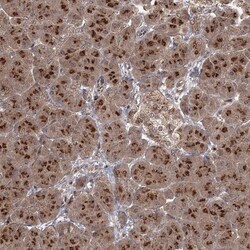 TBC1D23 Antibody, Novus Biologicals 0.1mL; Unlabeled:Antibodies, Polyclonal