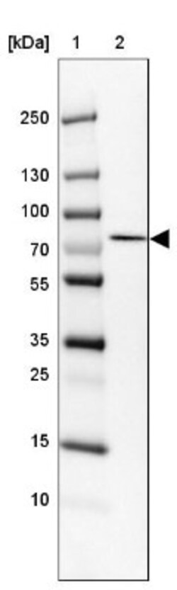 TBC1D23 Antibody, Novus Biologicals 0.1mL; Unlabeled:Antibodies, Polyclonal