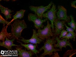 TBK1 Antibody (108A429) - BSA Free, Novus Biologicals:Antibodies:Primary