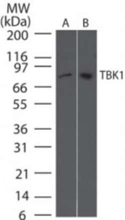 TBK1 Antibody (108A429) - BSA Free, Novus Biologicals:Antibodies:Primary