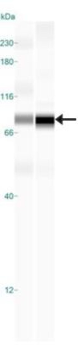 TBK1 Antibody (108A429) - BSA Free, Novus Biologicals:Antibodies:Primary