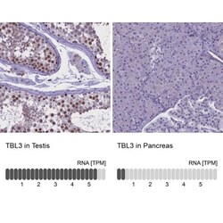 TBL3 Antibody, Novus Biologicals 0.1 mL | Buy Online | Novus Biologicals | Fisher Scientific
