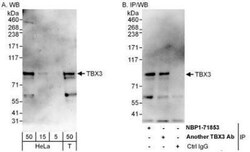 TBX3 Antibody, Novus Biologicals 0.1mg; Unlabeled:Antibodies, Polyclonal