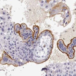 TCEANC Antibody, Novus Biologicals:Antibodies:Primary Antibodies