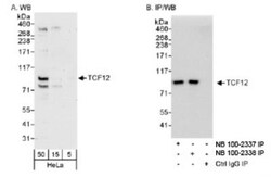 TCF-12/HTF4 Antibody, Novus Biologicals 0.1mg; Unlabeled:Antibodies, Polyclonal