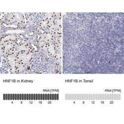 TCF-2/HNF-1 beta Antibody, Novus Biologicals:Antibodies:Primary Antibodies