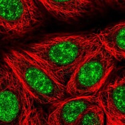 TCF-3/E2A Antibody, Novus Biologicals:Antibodies:Primary Antibodies