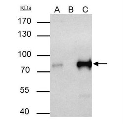 TCF-3/E2A Antibody, Novus Biologicals 0.1mL; Unlabeled:Antibodies, Polyclonal