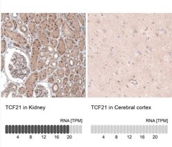 TCF21 Antibody, Novus Biologicals 0.1mL; Unlabeled:Antibodies, Polyclonal