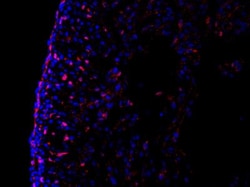 TCF4 Antibody, Novus Biologicals 25 &mu;L; Unlabeled:Antibodies, Polyclonal