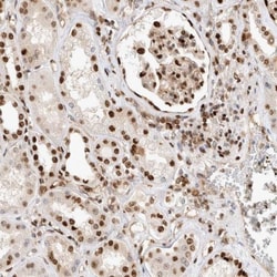 TCF4 Antibody, Novus Biologicals 25 &mu;L; Unlabeled:Antibodies, Polyclonal