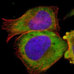 TCP1-beta Antibody, Novus Biologicals:Antibodies:Primary Antibodies