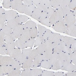 TCP1-beta Antibody, Novus Biologicals:Antibodies:Primary Antibodies