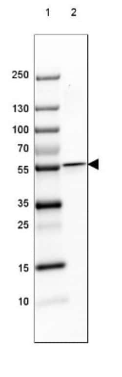 TCP1-beta Antibody, Novus Biologicals:Antibodies:Primary Antibodies