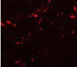 TCTN1 Antibody - BSA Free, Novus Biologicals 0.025 mg, Unconjugated:Antibodies,