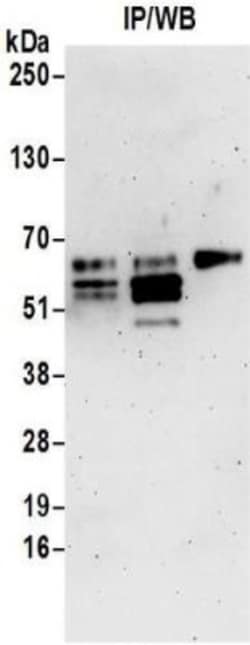 TDG Antibody, Novus Biologicals 0.1mg; Unlabeled:Antibodies, Polyclonal