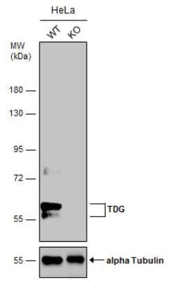 TDG Antibody, Novus Biologicals 0.1mL; Unlabeled:Antibodies, Polyclonal