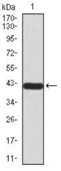 TDP-43/TARDBP Antibody (7F9A6) - BSA Free, Novus Biologicals:Antibodies:Primary