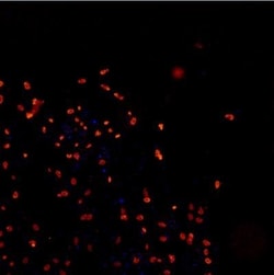 TDP-43/TARDBP Antibody - BSA Free, Novus Biologicals 0.025mL; Unlabeled:Antibodies,