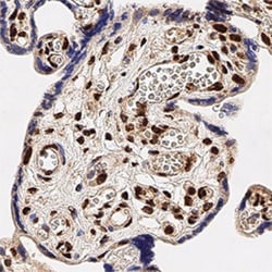 TDP-43/TARDBP Antibody - BSA Free, Novus Biologicals 0.025mL; Unlabeled:Antibodies,