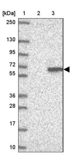 TEKT4 Antibody, Novus Biologicals 25ul | Buy Online | Novus Biologicals | Fisher Scientific