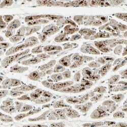 TEM4 Antibody, Novus Biologicals 0.1mL; Unlabeled:Antibodies, Polyclonal