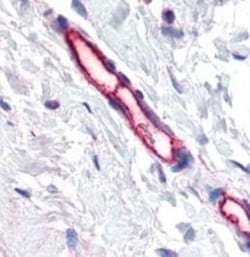 TEM7/PLXDC1 Antibody (197C193 (IM193)) - BSA Free, Novus Biologicals 0.1mg;