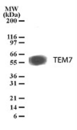 TEM7/PLXDC1 Antibody (197C193 (IM193)) - BSA Free, Novus Biologicals 0.1mg;