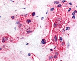 TERT Antibody (2C4), Novus Biologicals 0.025mL; Unlabeled:Antibodies, Monoclonal