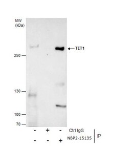 TET1 Antibody (1462), Novus Biologicals 0.1mL; Unlabeled:Antibodies, Monoclonal