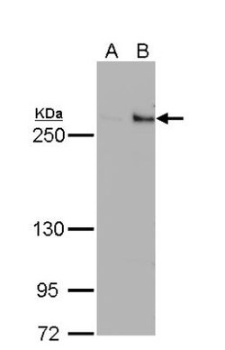 TET1 Antibody (1462), Novus Biologicals 0.1mL; Unlabeled:Antibodies, Monoclonal