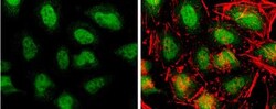 TET3 Antibody, Novus Biologicals 0.1mL; Unlabeled:Antibodies, Polyclonal